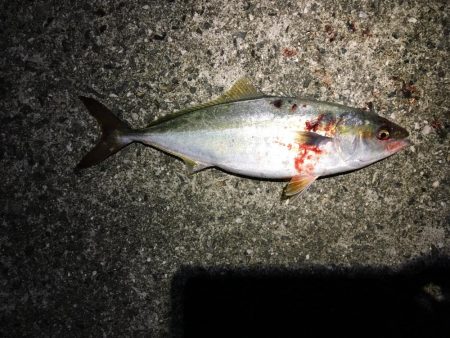 ポーアイ沖爆釣